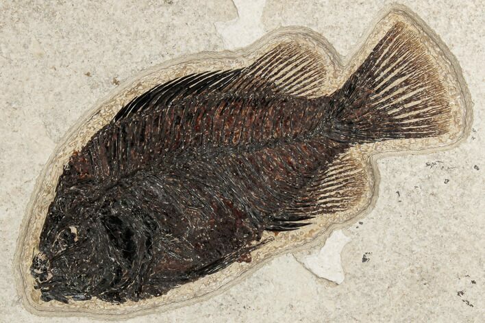 Fossil Fish (Cockerellites) - Green River Formation #189297